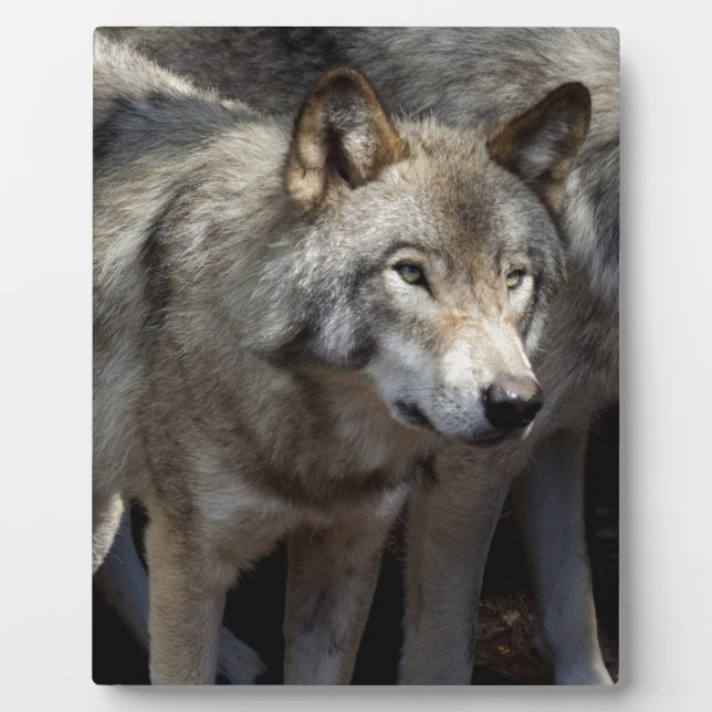 Grey wolf standing plaque (Front)
