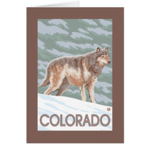 Grey Wolf StandingColorado