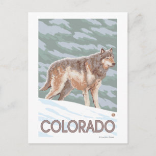 Grey Wolf StandingColorado Postcard