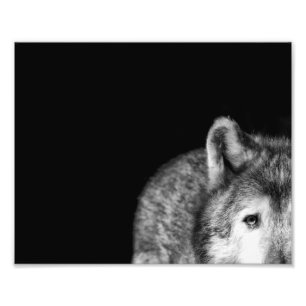 Grey Wolf Stare - Black and White Photo Print