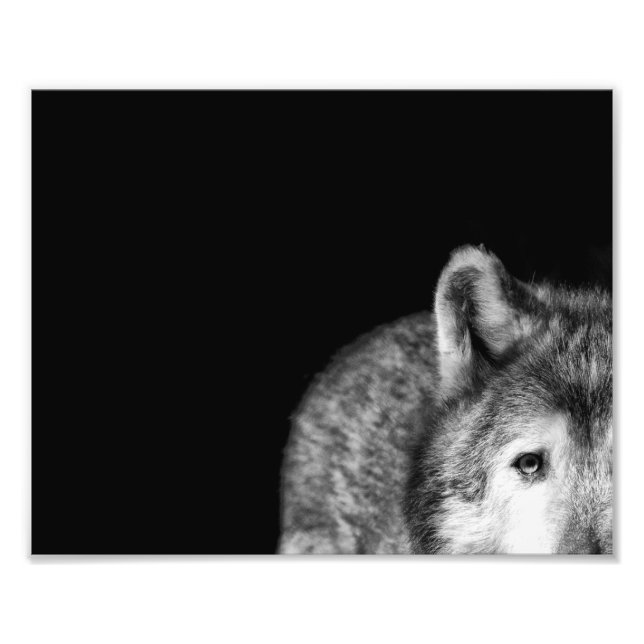 Grey Wolf Stare - Black and White Photo Print (Front)