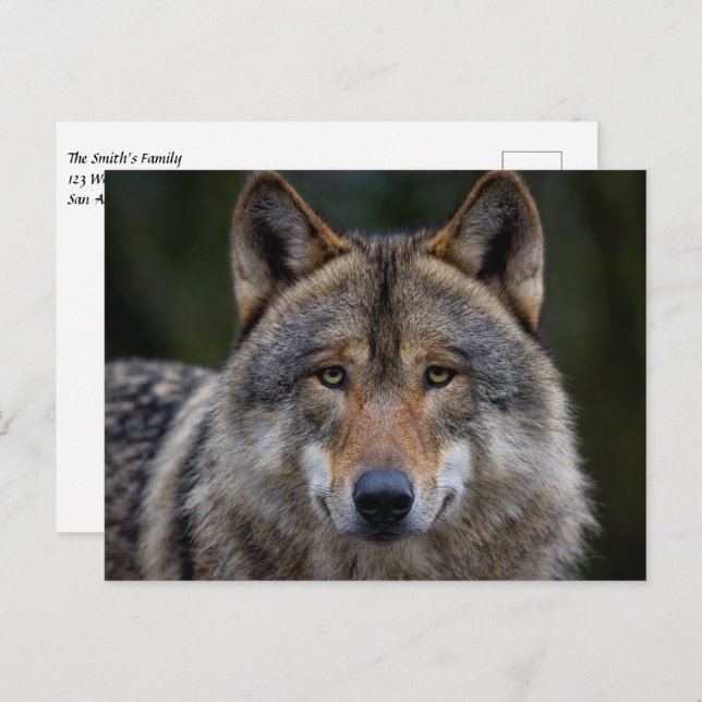 Grey Wolf Upclose Postcard (Front/Back)