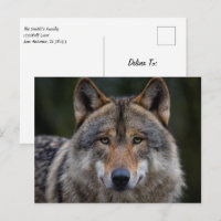 Grey Wolf Upclose