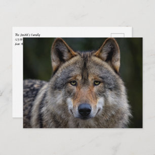Grey Wolf Upclose Postcard