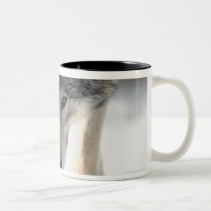 Grey wolf walking Two-Tone coffee mug