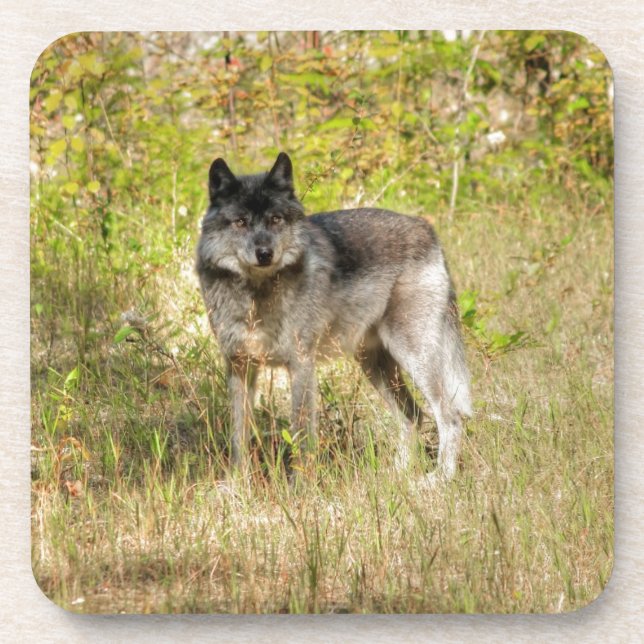 Grey Wolf & Wilderness Photo Gift Coaster (Front)