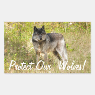 Grey Wolf & Wilderness Photo Gift Rectangular Sticker