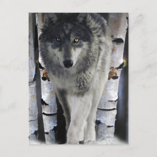 Grey Wolf & Winter Forest Wildlife Art Card