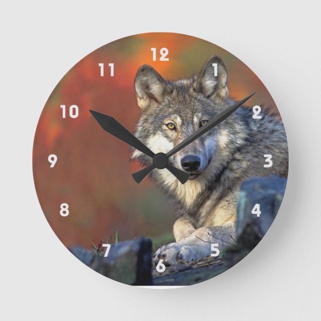 Grey Wolf With Fall Colours Round Clock (Front)