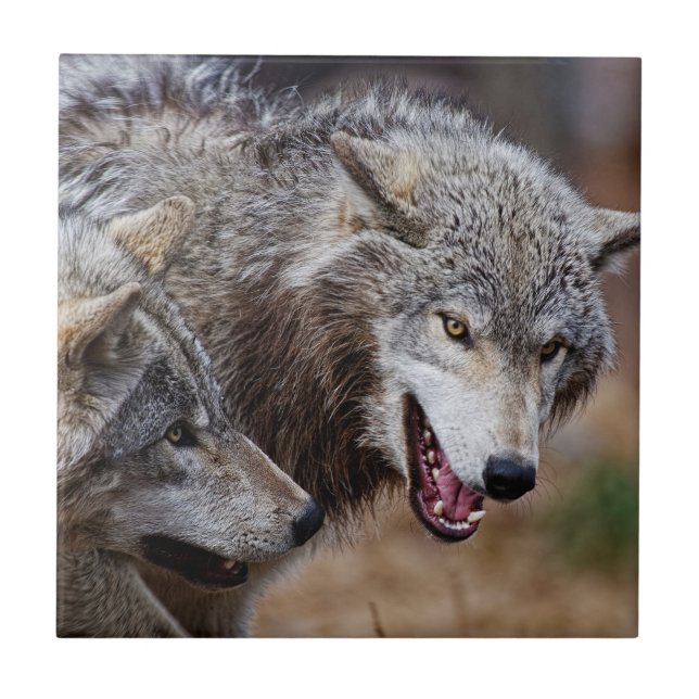 Grey Wolves  Ceramic Tile (Front)
