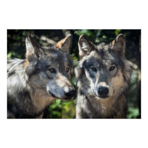 Grey Wolves in the Wild Poster