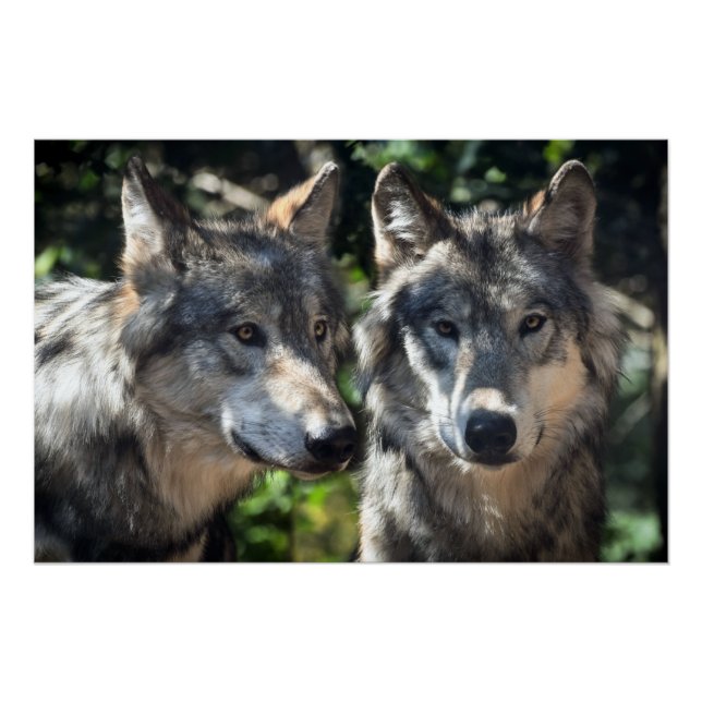 Grey Wolves in the Wild Poster (Front)
