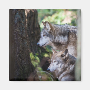 Grey wolves magnet
