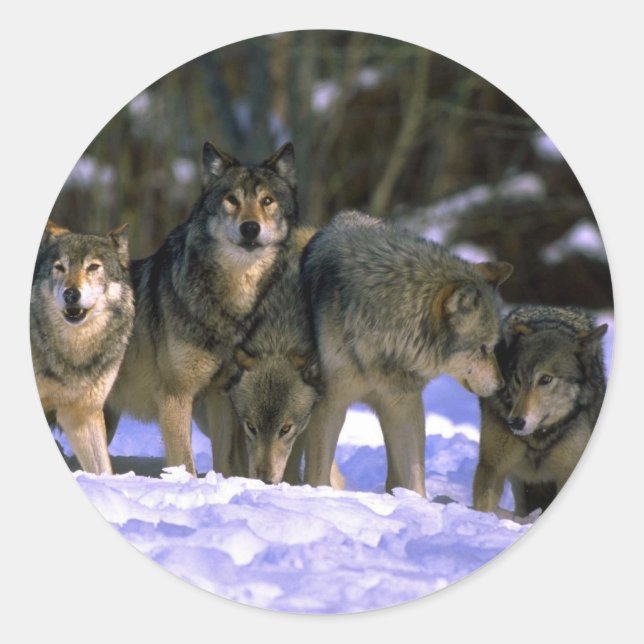 Grey Wolves-pack at edge of snowy forest Classic Round Sticker (Front)