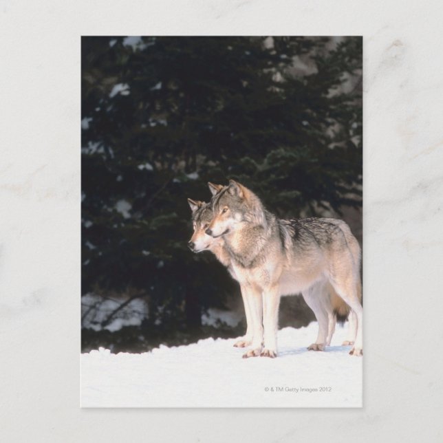 Grey wolves postcard (Front)