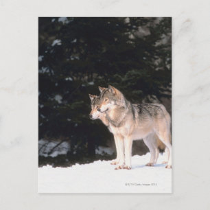 Grey wolves postcard