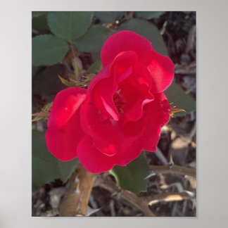greyaday Red Floral  Print