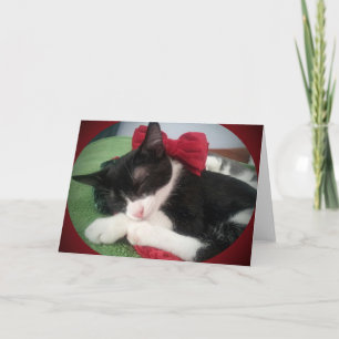 Greyfoot Cat Rescue Black & White Holiday Card