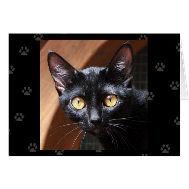 Greyfoot Cat Rescue Bombay Cat Card (Front Horizontal)