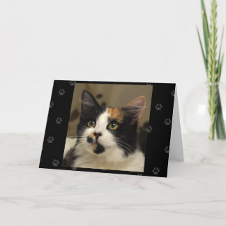 Greyfoot Cat Rescue Calico Greeting Card