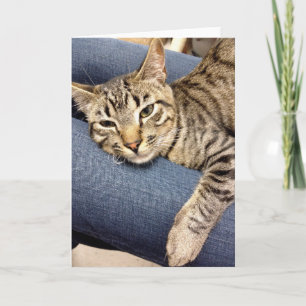 Greyfoot Cat Rescue Silver Grey Tabby Card