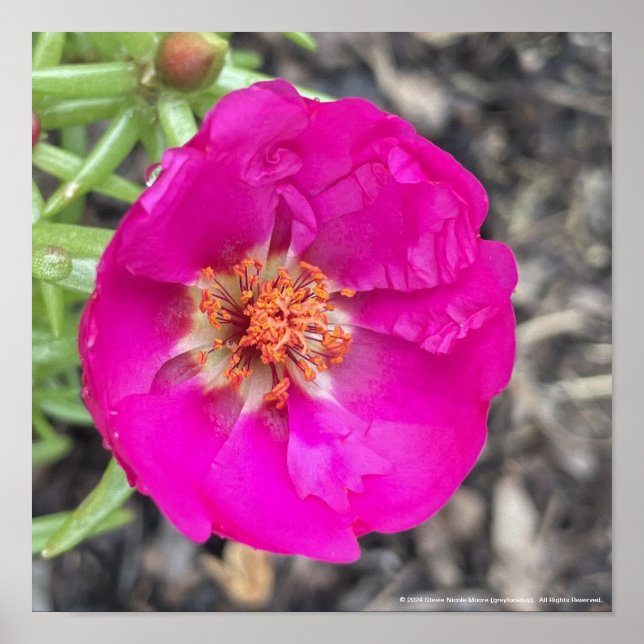 greyforaday Purple Floral Print (Front)