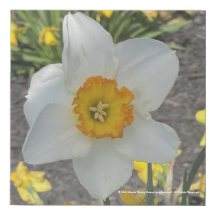 greyforaday White Floral Print