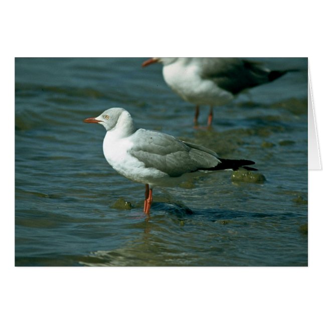 Greyheaded Gull (Front Horizontal)