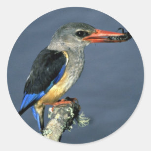 Greyhooded Kingfisher Classic Round Sticker