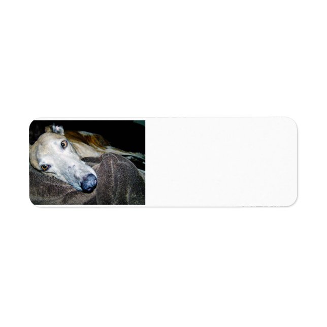 greyhound 2.png return address label (Front)