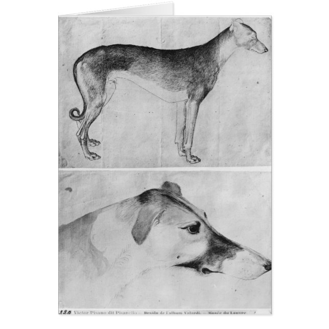 Greyhound and head of a greyhound (Front)