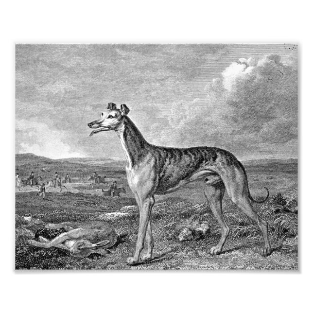 Greyhound Black and White Illustration Photo Print (Front)