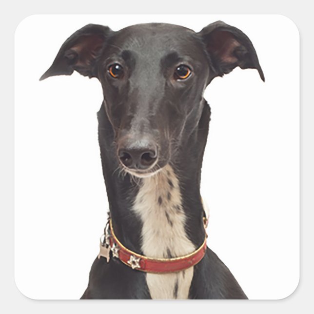 Greyhound Black And White  Puppy Dog Square Sticker (Front)