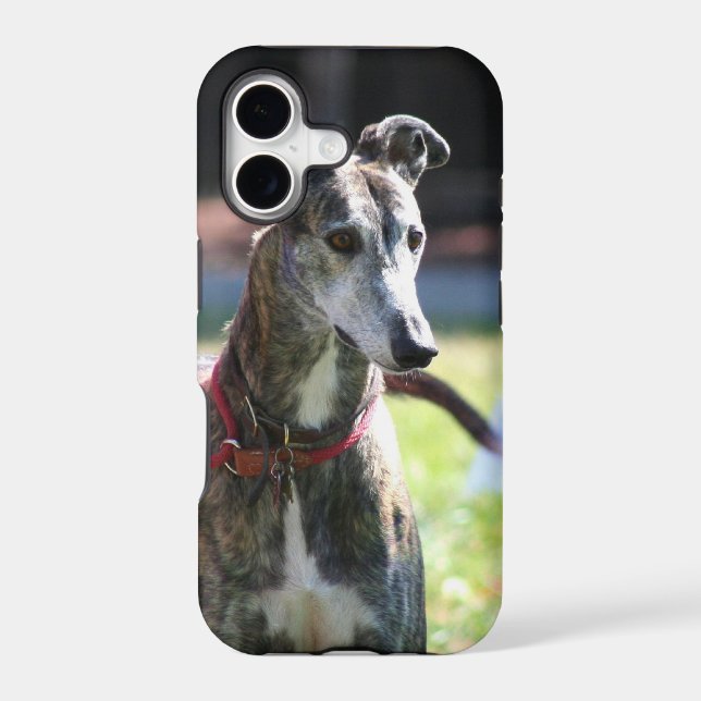 Greyhound dog (Back)