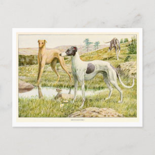 Greyhound Dogs Postcard
