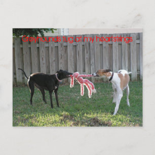 Greyhound heartstrings postcard