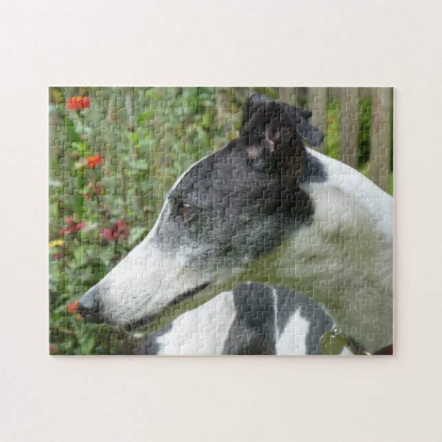 Greyhound jigsaw puzzle (p101) (Horizontal)