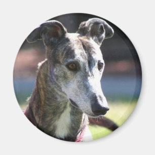 Greyhound magnet
