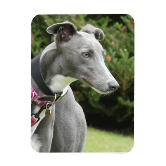 Greyhound magnet of a blue greyhound (Vertical)