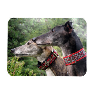 Greyhound magnet of Alice and Shadow