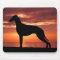 Greyhound