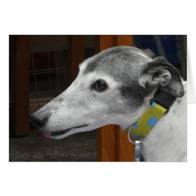 Greyhound photocard (Front Horizontal)