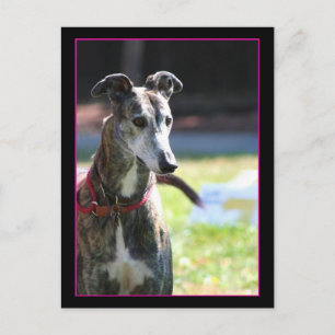 Greyhound postcard