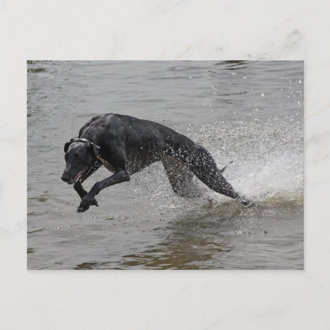 greyhound postcard (Front)