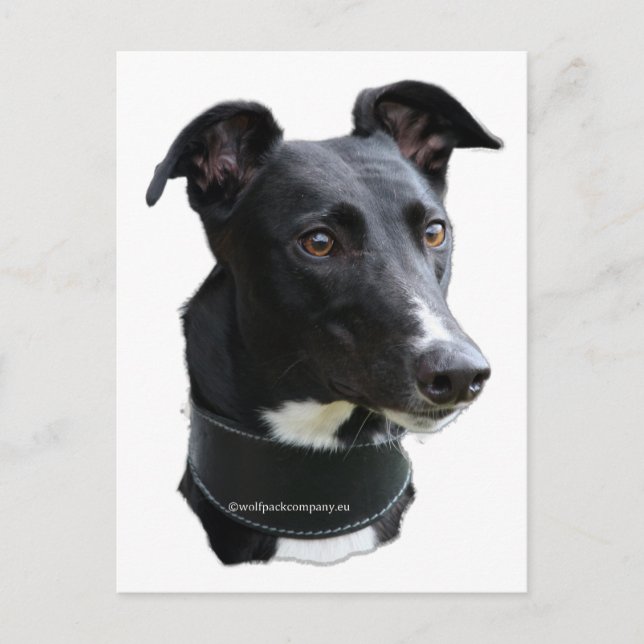 greyhound postcard (Front)