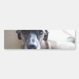 Greyhound Puppy Bumper Stickers