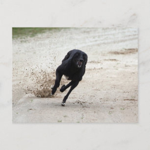 greyhound race postcard