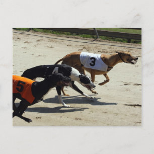 greyhound race postcard