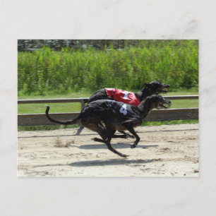 greyhound race postcard