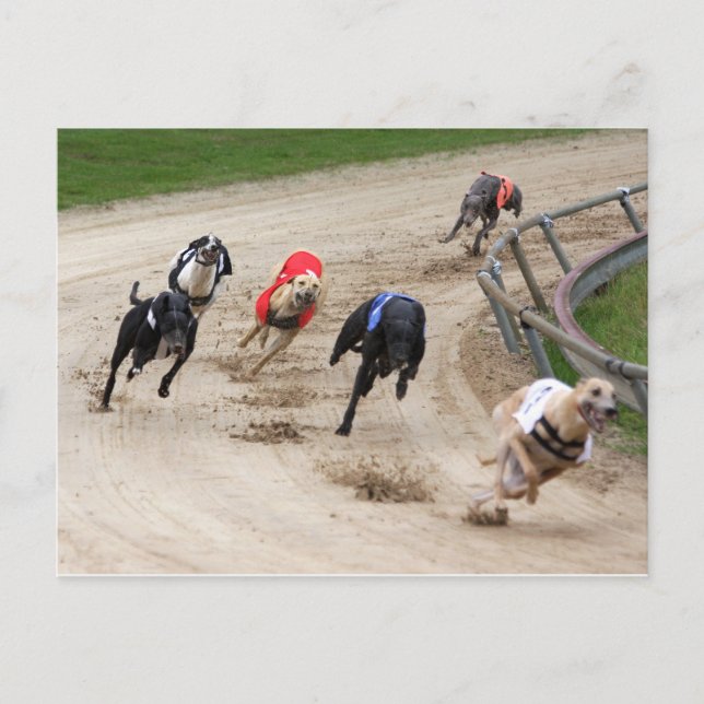 greyhound race postcard (Front)